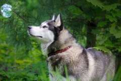 Дуриан как он есть, зачем его есть и зачем ему самому летучие мыши?