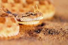 Весеннее пробуждение