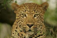 Эфирное масло лаванды