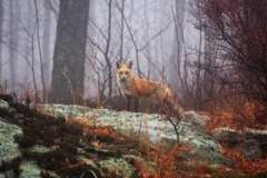 10 удивительных фактов о том, как спят животные