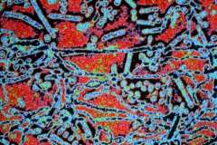 Тату из хны. Чем украсить себя летом?