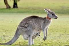 Чем интересно былинное растение трава-мурава?