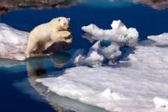 Чем интересны полярные пустыни? Арктика