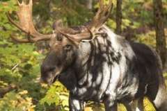 Когда вымерли мамонты?