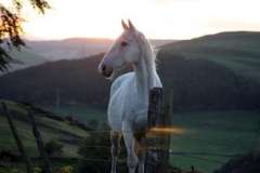 Что посмотреть в выходные? Фильмы о собаках!