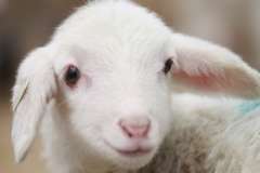 Как победить калинового жука?