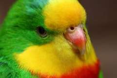 Борьба с сорняками. Как избавиться от борщевика?