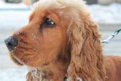 Мангры - деревья, растущие в воде. Чем они интересны?