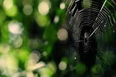 Чем опасен борщевик?