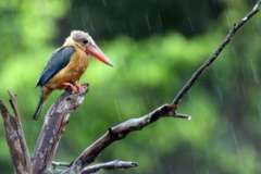 Как избавиться от проволочника? Химия или жизнь