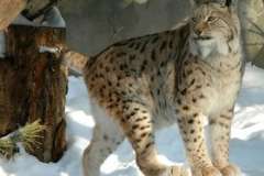 Что нужно знать начинающему куроводу?