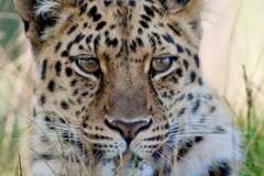 Страстоцвет - что это за растение?