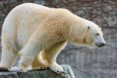 Как принять роды у кошки?