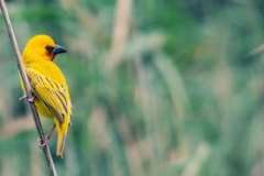 Можно ли держать пчел в городских условиях?