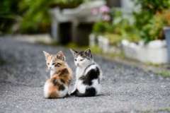 Была ли Сахара цветущей?