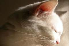 Что посадить поближе, чтобы прожить подольше?