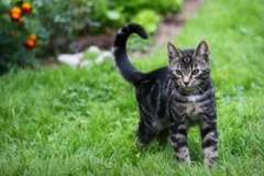 Как пишется и звучит в других странах слово «Россия»?