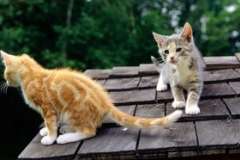 Куда совершил полет космический разведчик?