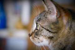 Пастафарианство: как глупая шутка стала пошлой реальностью?