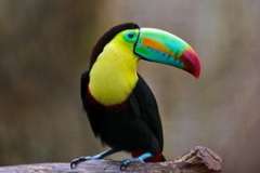 Климатические крайности. О чем спорят ученые?