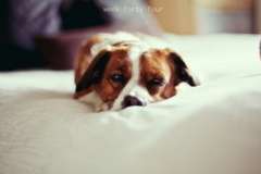 Что такое гипотетические астрономические объекты? Галактики, Немезида и Сфера Дайсона