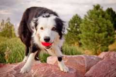 Будут ли на Марсе яблони цвести?