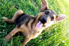 Как доехать из Родоса до Линдоса на автобусе? Греческие ловцы «зайцев»