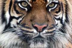 Почему защитники природы терпят поражение?