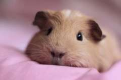 Путешествие по Беларуси. Куда пойти туристу по приезду в Гомель?