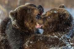 Как открыть для себя Дрезден за один день?