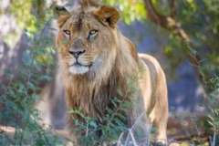 Чем замечателен Монсеррат?