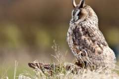 Были ли древние карты миражей?