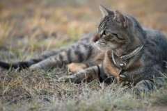 За что панда любит бамбук?