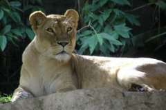 Что это за рыба такая - всярба